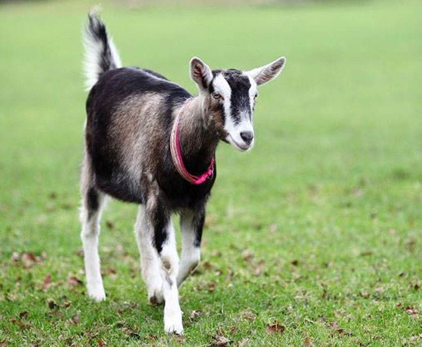 Natalie the goat from Buttercups animal charity.jpg Natalie the goat from Buttercups animal charity.jpg